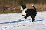 BORDER COLLIE 1045